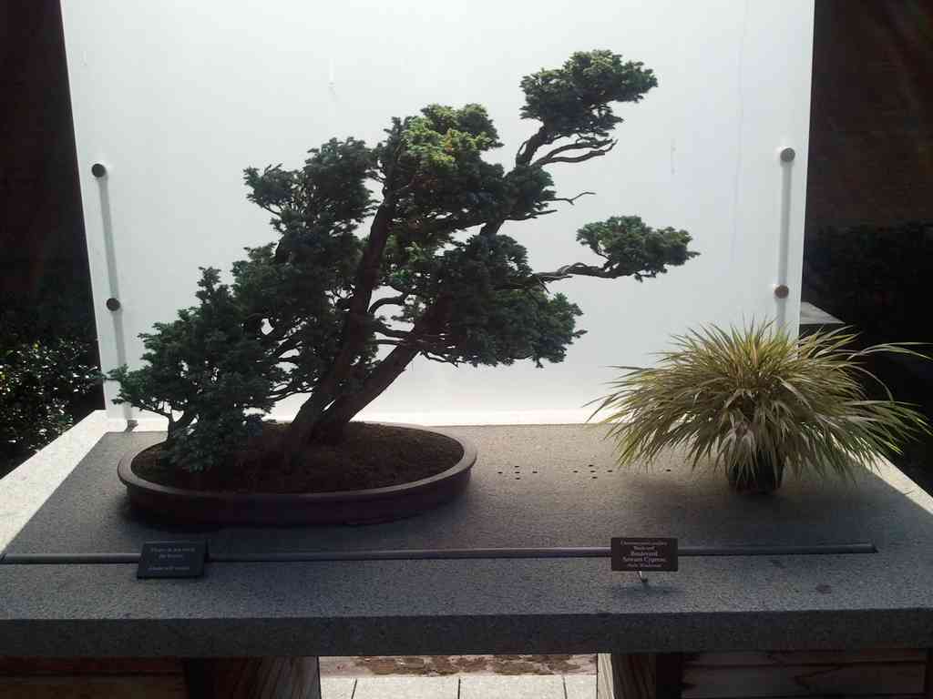 An ornamental Bonsai tree.