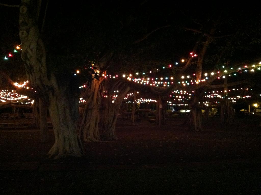 At night, the tree is beautifully decorated with lights.