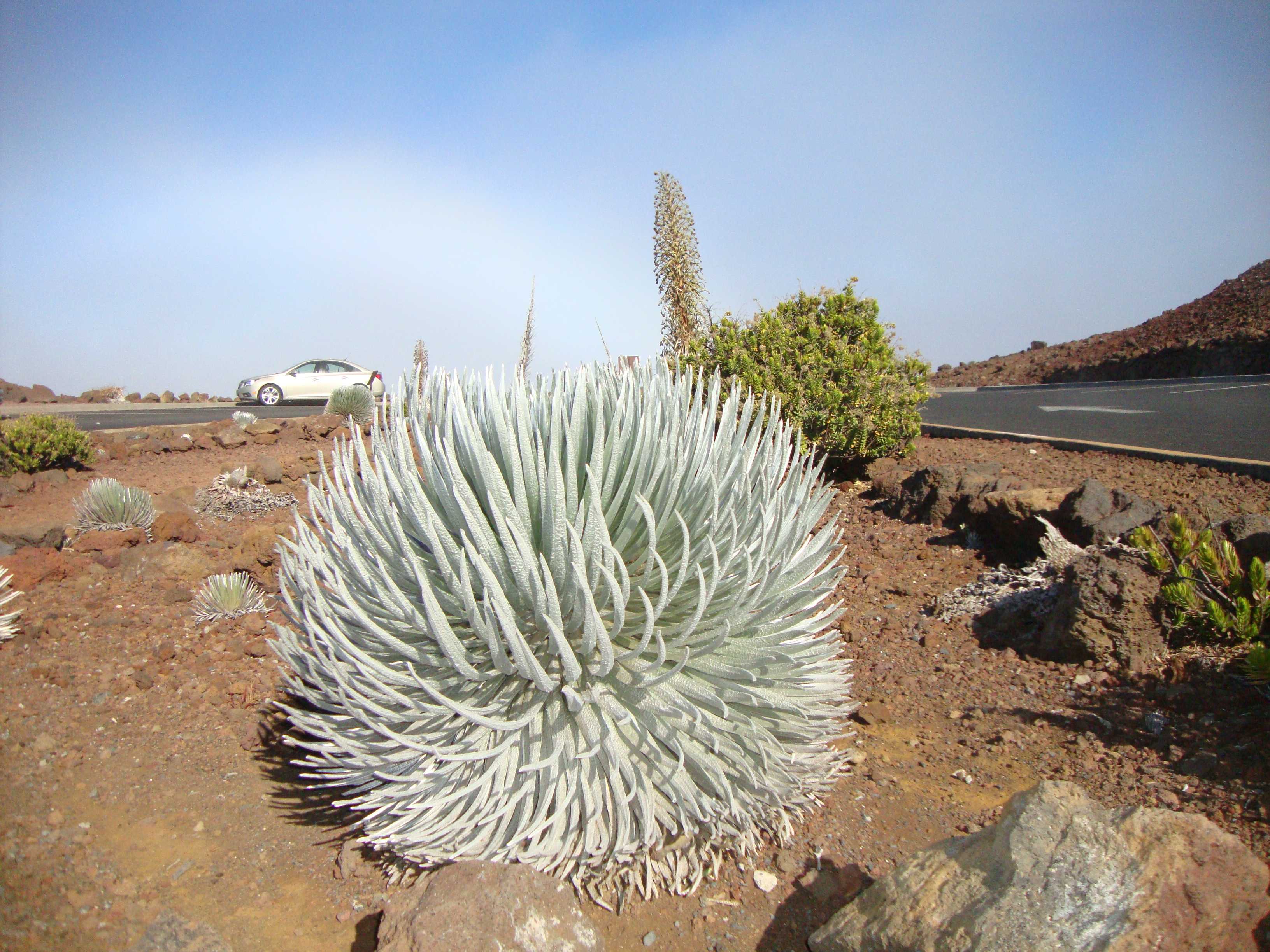 The Silversword plant is only found at the upper elevations of Haleakala. It is not found anywhere else in the entire world! It has a furry covering over its branches to capture and hold moisture in this dry, high-altitude climate.