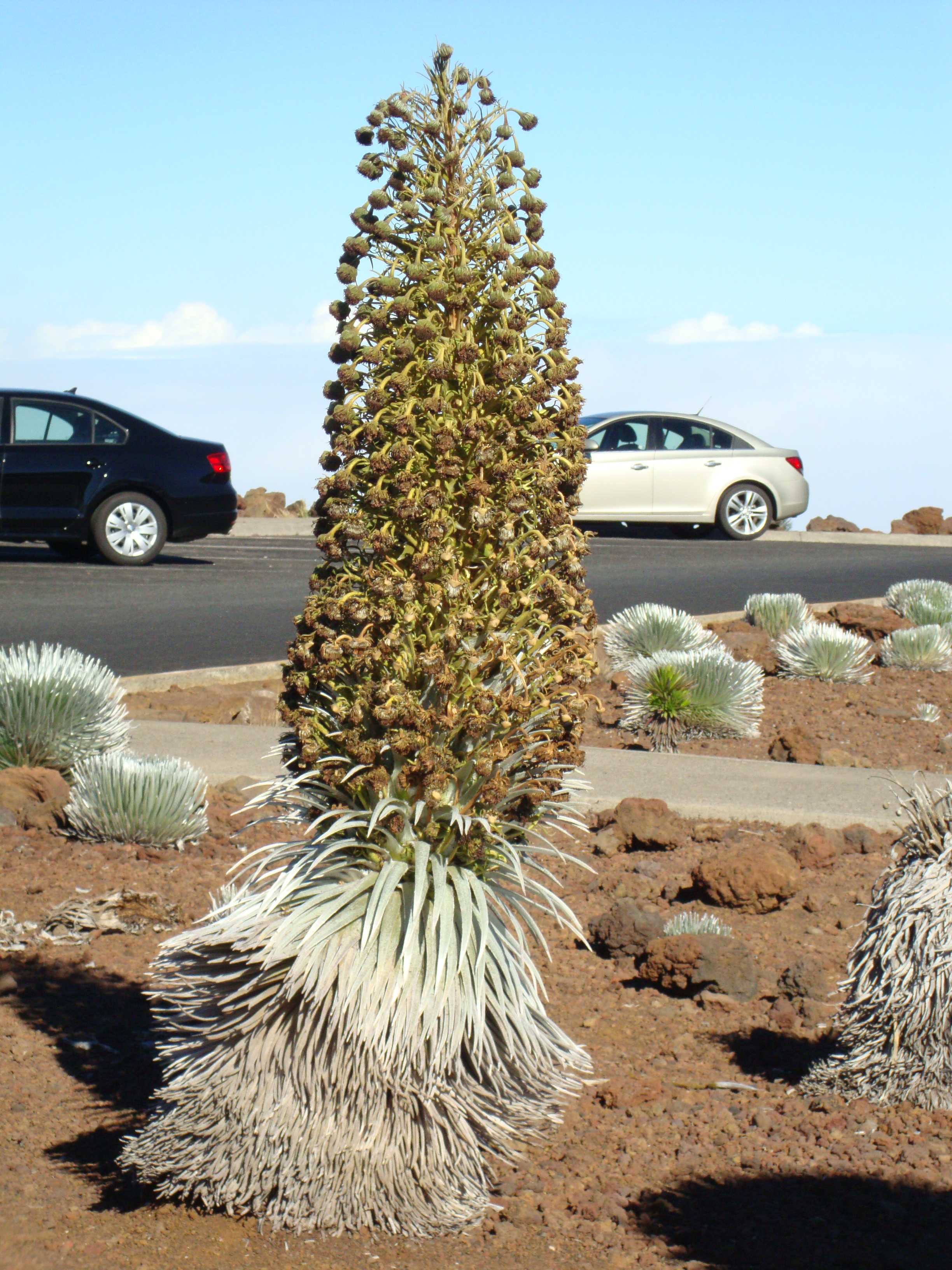 The flowering stalk contains seeds to continue the species. Immediately after flowering, the plant dies.