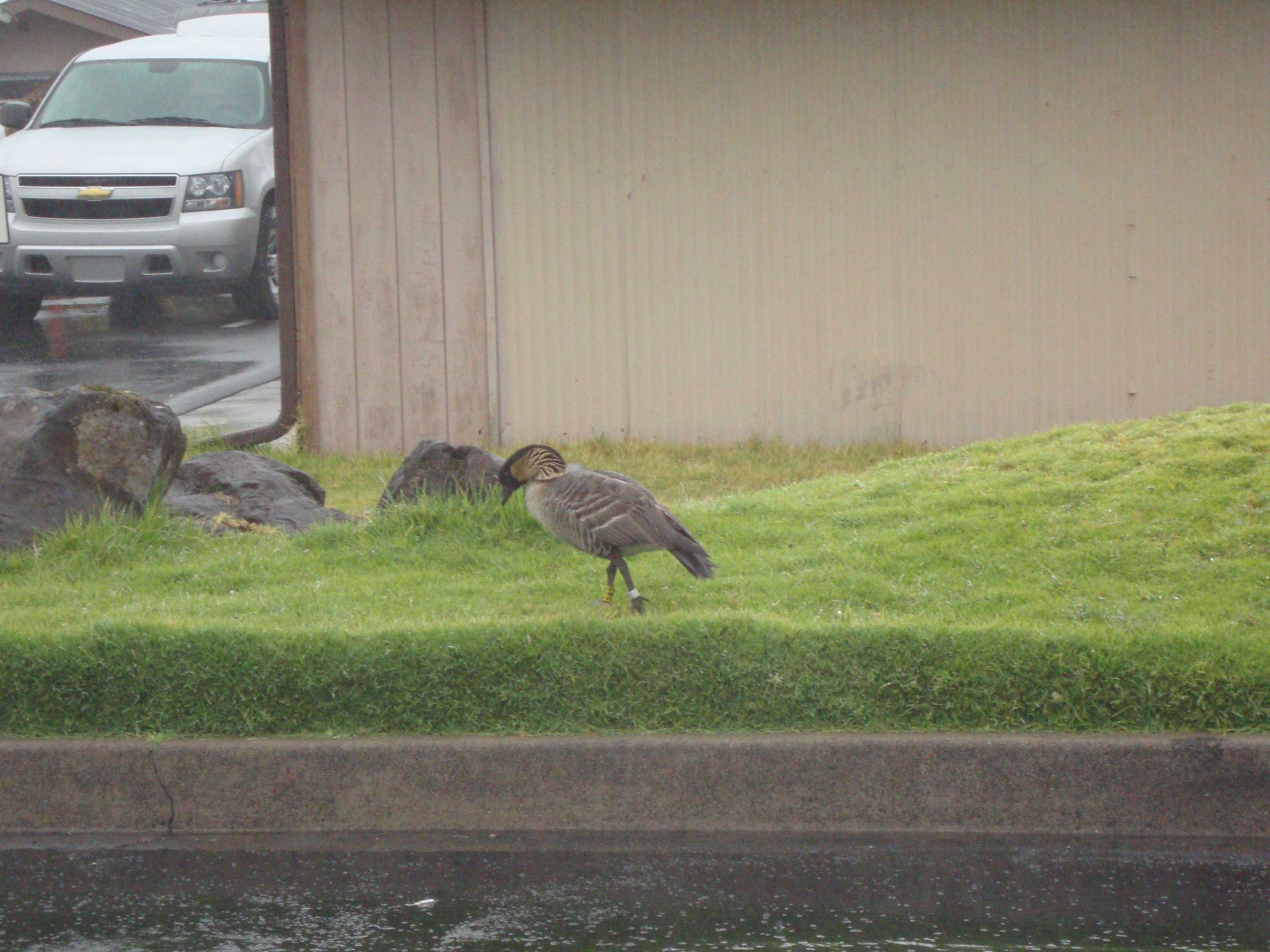 The Nene evolved from the Canada Goose, which most likely arrived on the Hawaiian islands about 500,000 years ago, shortly after the island of Hawaii was formed.