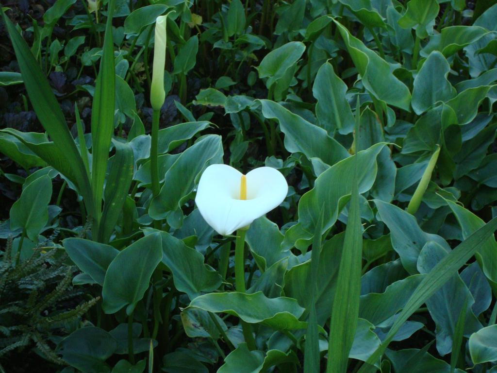 Beautiful flowers on Haleakala.