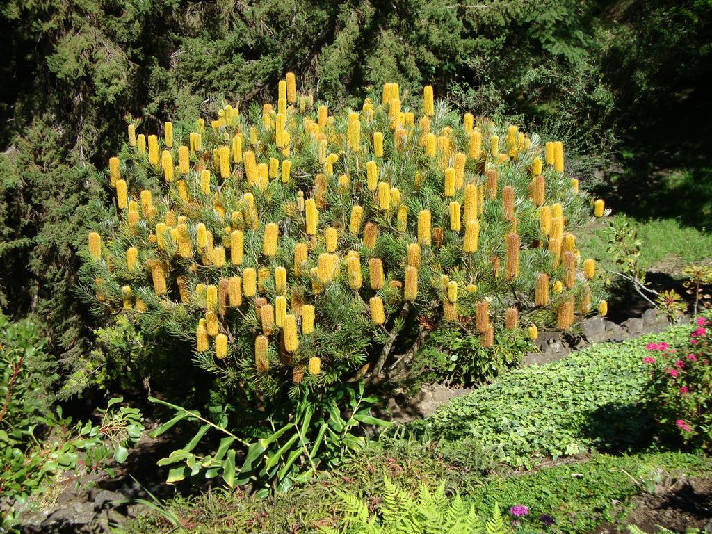 More pretty flowers on Haleakala.