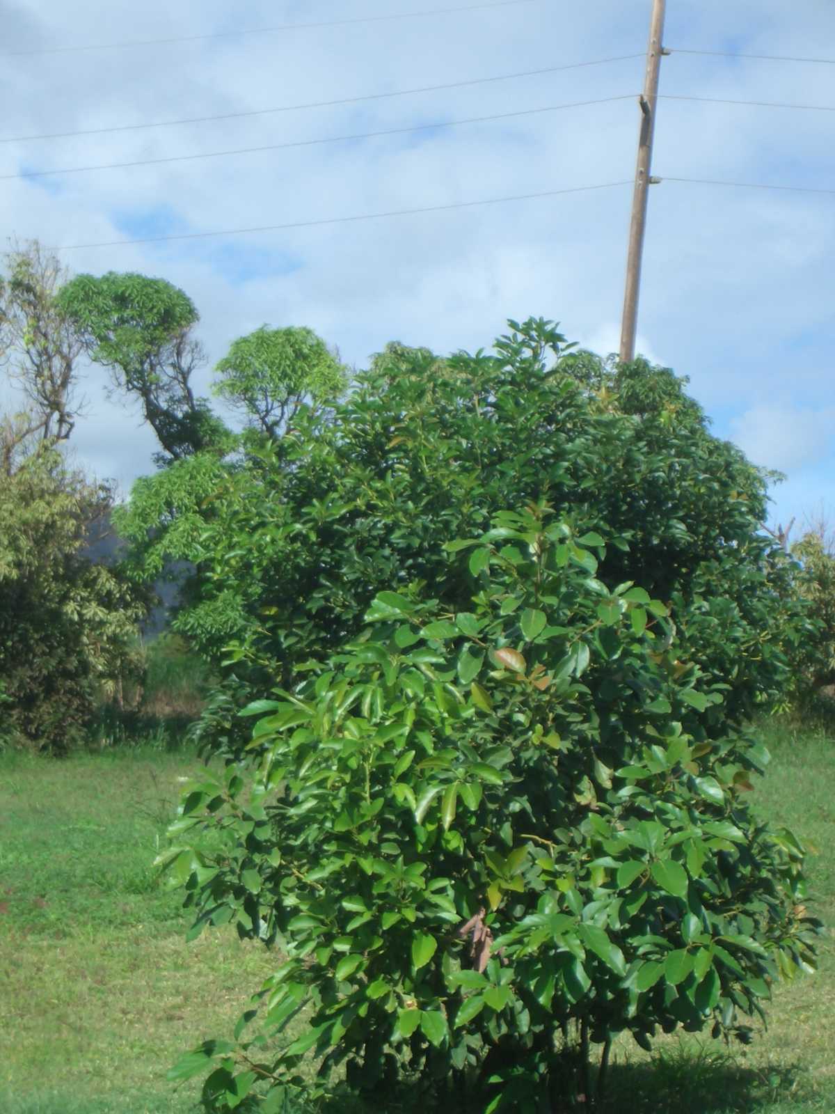 I always thought avocados were grown on plants close to the ground. I didn't realize they grow on large trees!