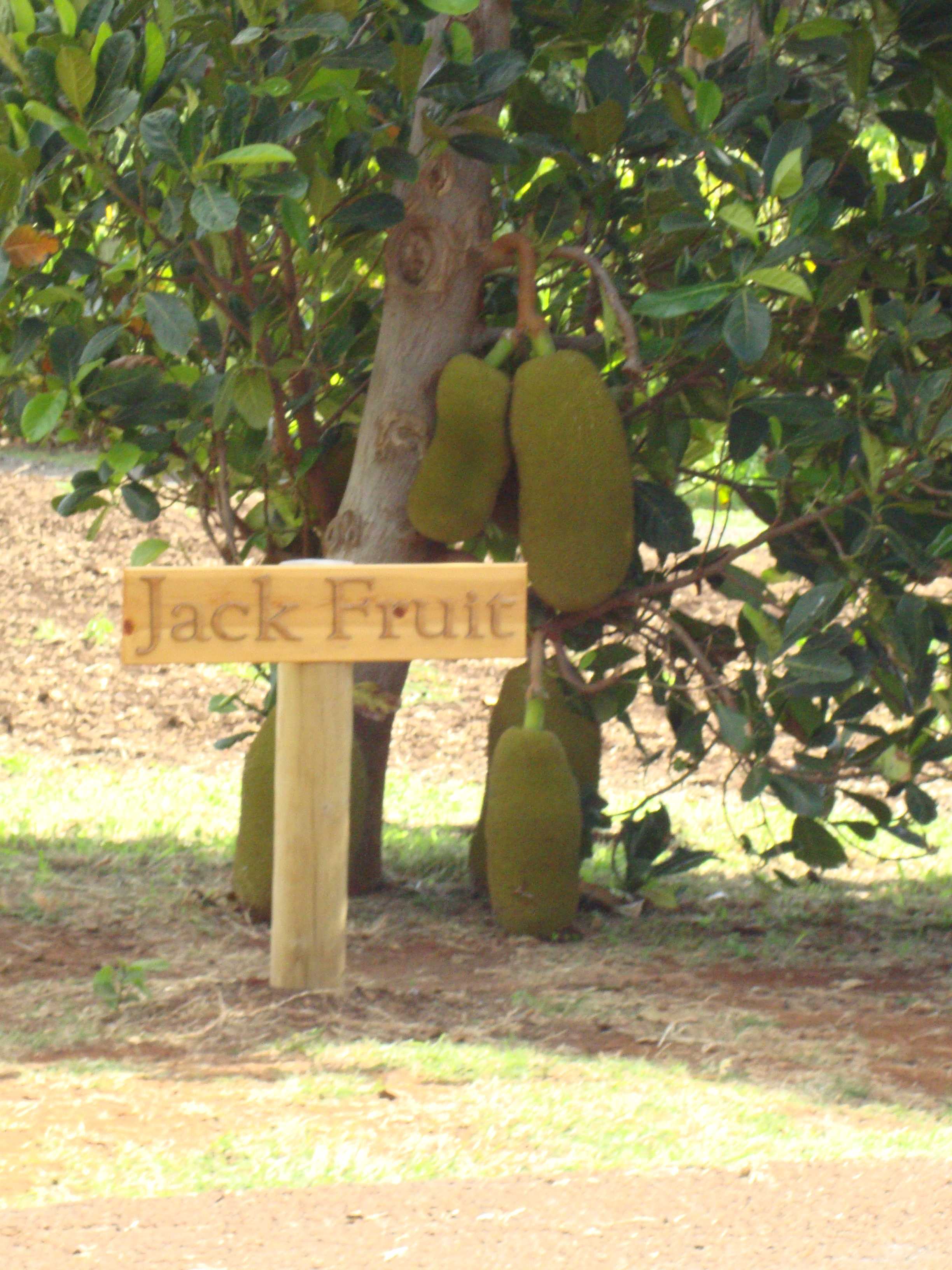 Jack fruit is the largest tree-borne fruit in the world. They can weigh up to 100 pounds!
