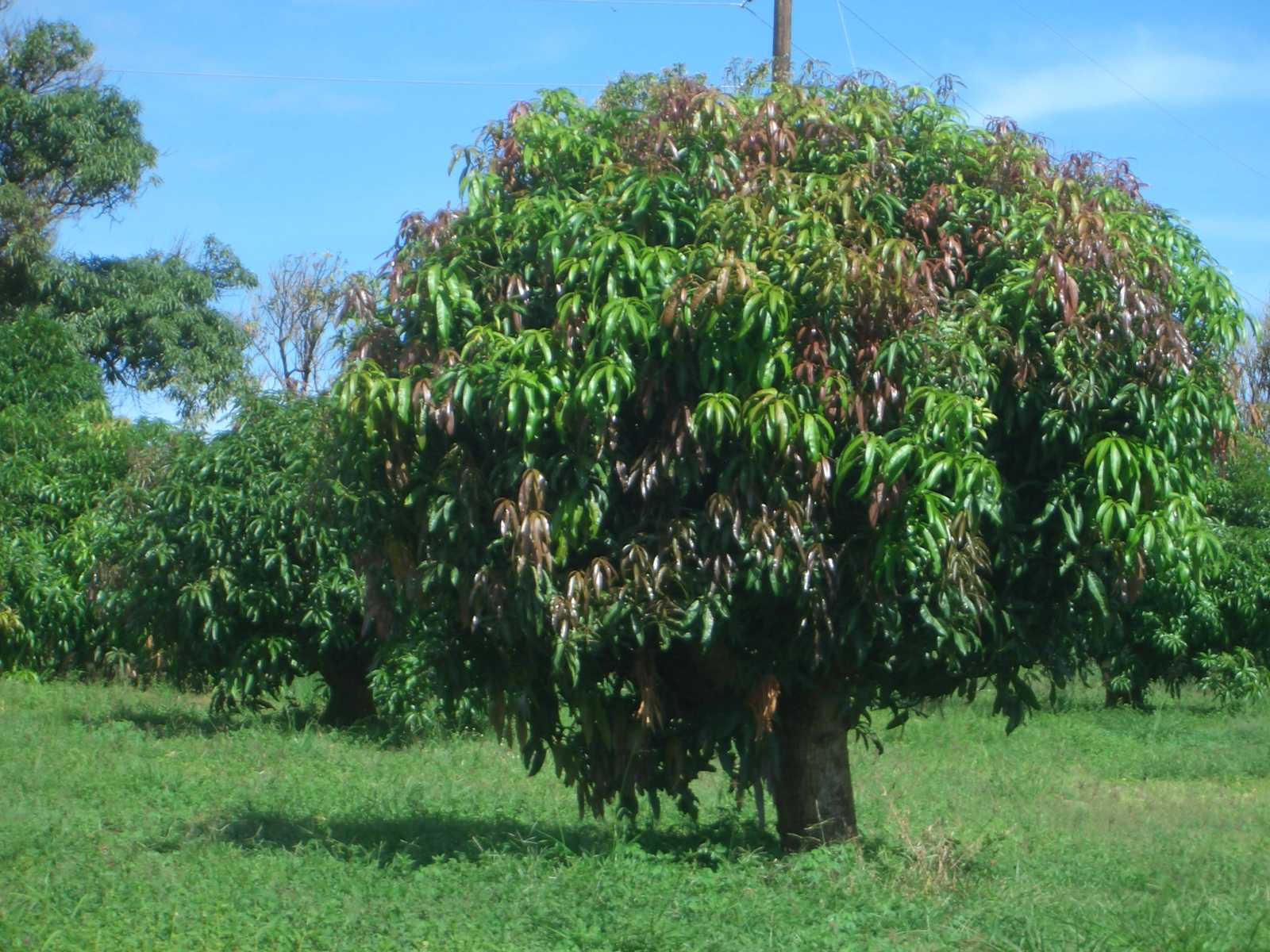 Mangos are a Summer fruit. There were only a couple left on the trees in December.