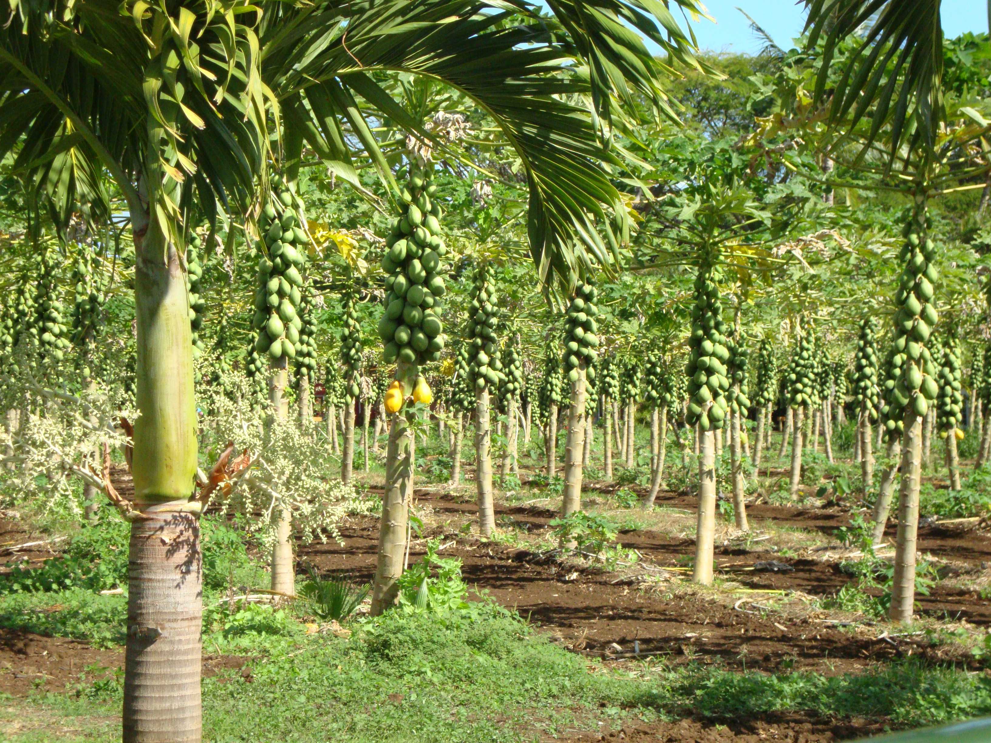 This is a papaya tree. It was very interesting to see how papayas are grown.