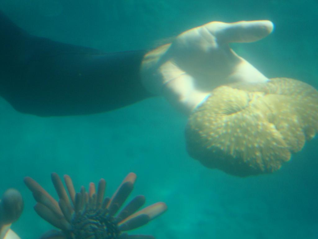A diver brought a sand dollar right to the window for us to examine.