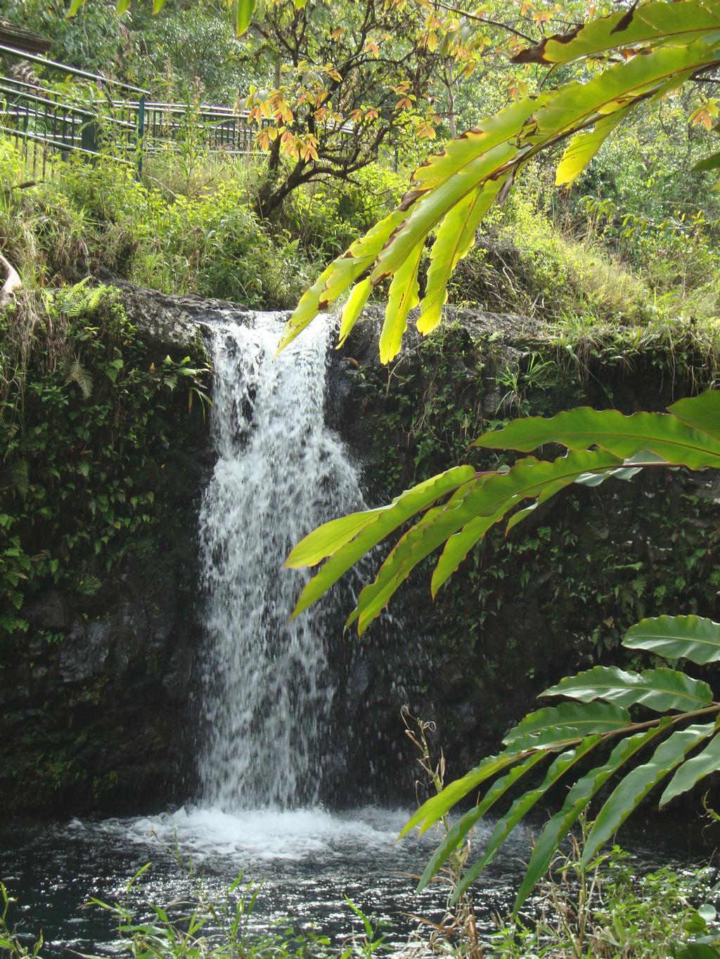 Once we arrived at the Kipahulu entrance to Haleakala National Park, we hiked up a trail to see the waterfalls.