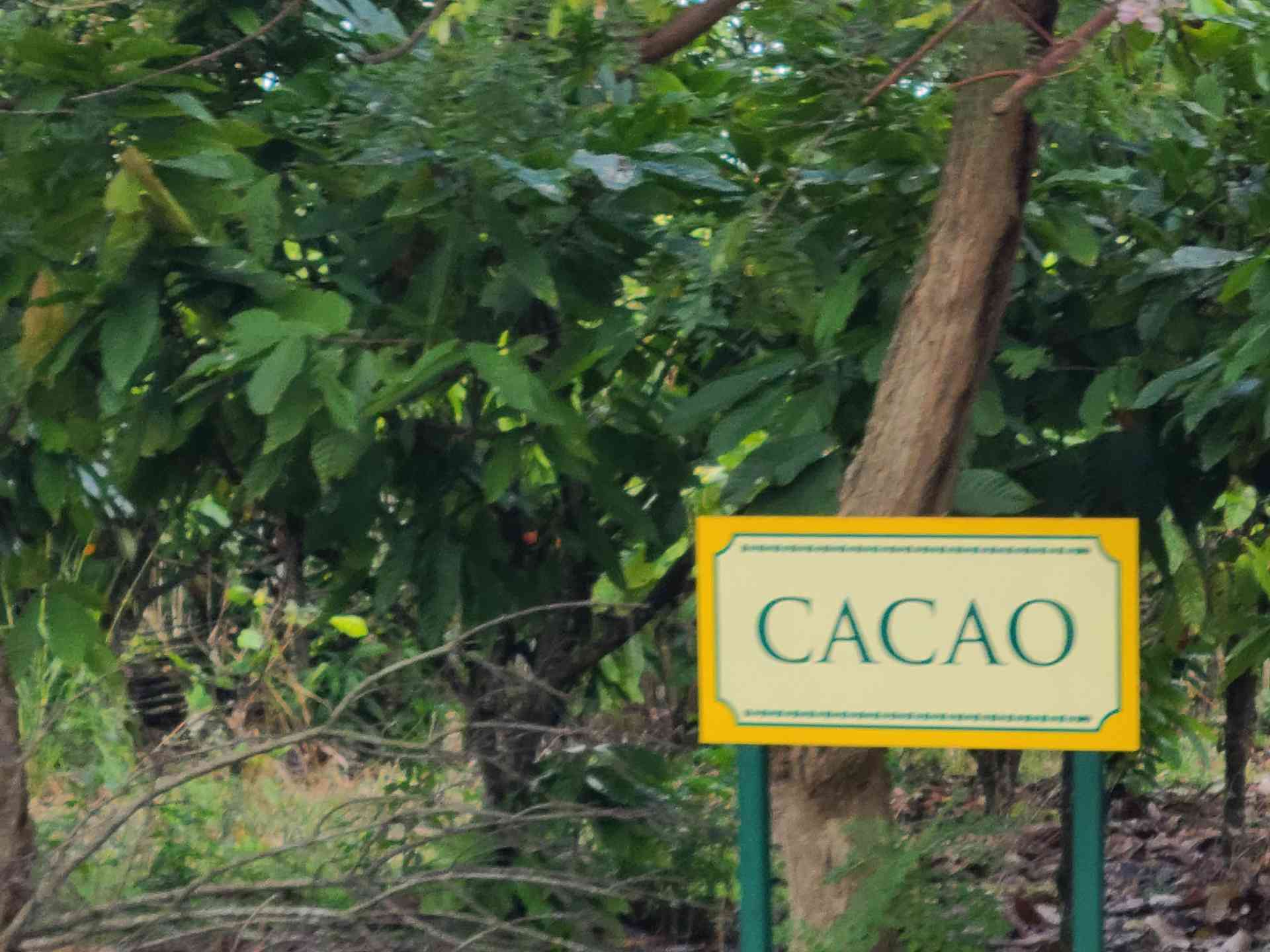 Okay, they call it Cacao since it is not quite chocolate yet.
