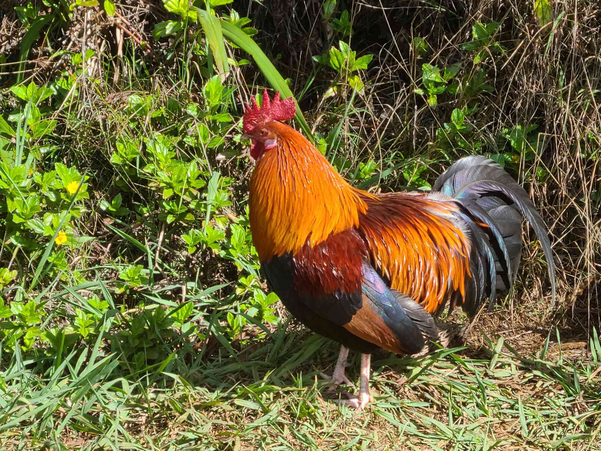 Wild chickens roam everywhere on the islands! This rooster had incredibly beautiful plumage. I think I love it so much because his feathers perfectly match the classic orange and brown colors of my website!