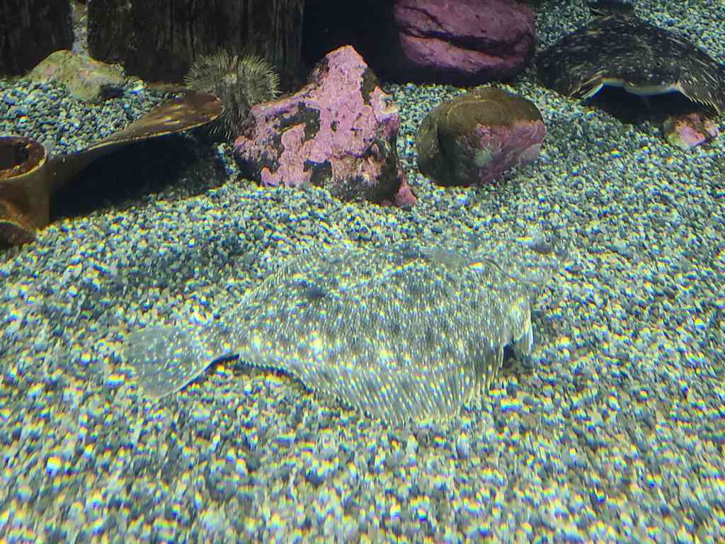 Can you find the flounder in this picture?