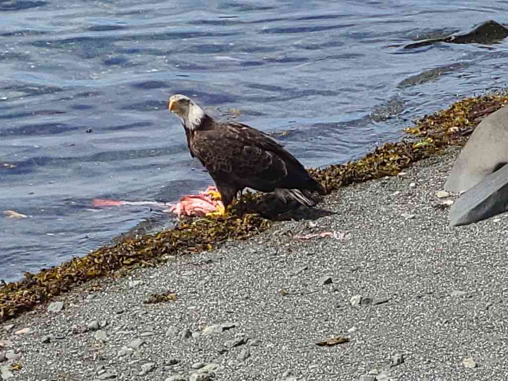 We saw an eagle that had caught a fish. However, it was very nervous as there were other, younger eagles overhead waiting to swoop down and claim her prize!